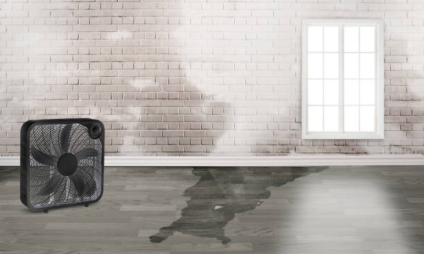 Best Water damage mitigation services  in Crystal Lakes, OH